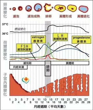 小红书:新澳门内部资料精准大全-黄体破裂是什么