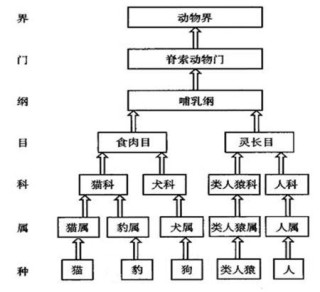 搜狐订阅：香港一肖一码100%中-人属于什么界门纲目科属种