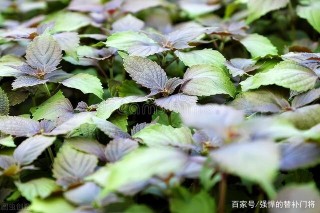 腾讯：澳门正版大全免费资料-荏苒是什么植物