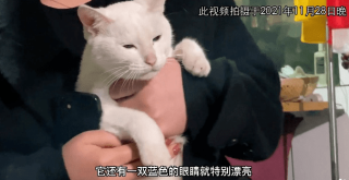 抖音视频:白小姐一肖一码今晚开奖-折耳猫为什么不能养