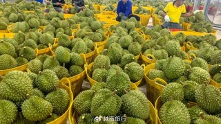 网易:2024新澳免费资料晒码汇-榴莲怎么挑选