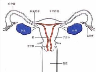 中新网:4949澳门开奖免费大全-子宫肌瘤是什么原因引起的