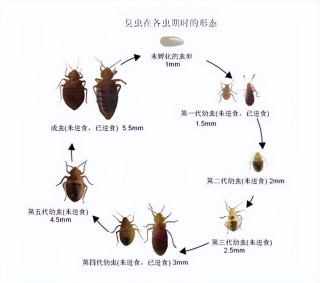 腾讯：马会澳门正版资料查询-臭虫怕什么