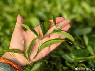 小红书:香港一肖中特马-兔子先生哪个电影