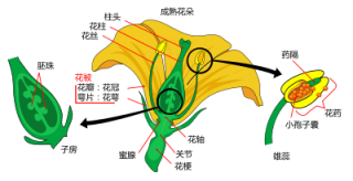 知乎：澳门彩正版资料网站-花是植物的什么器官