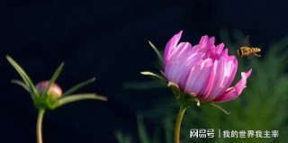 网易:正版澳门金牛版资料大全-怎么续