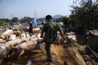 搜狐:4949澳门开奖结果-特大暴雨下的养猪户:70头猪被掩埋