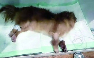 腾讯：新澳精选资料免费提供-宠物犬被毒死 邻居口袋检出毒物