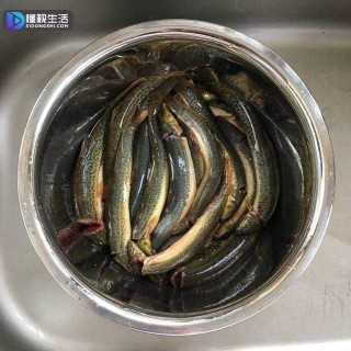 抖音视频:新澳门正版资料免费看-泥鳅喜欢吃什么食物