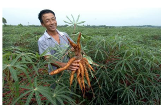 搜狐:2024新澳门资料大全正版资料免费-木薯是什么植物