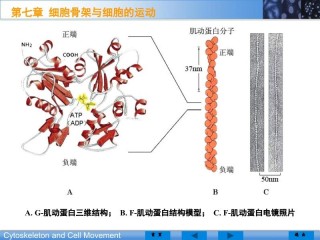 知乎：2024年澳门一肖一码期期准-冲绳属于哪个国家