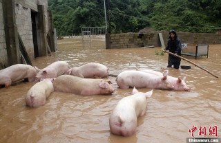 搜狐:4949澳门开奖结果-特大暴雨下的养猪户:70头猪被掩埋