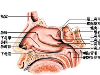 火山视频:澳门三期必内必中一期-鼻炎和鼻窦炎有什么区别