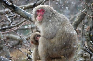 知乎：澳彩资料免费资料大全生肖灵码表-小猴子是哪个明星