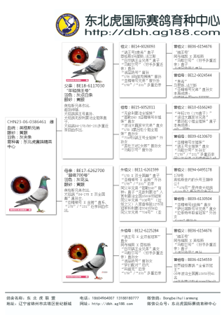 搜狐订阅：2024澳门王中王100%的资料-炖鸽子放什么材料好