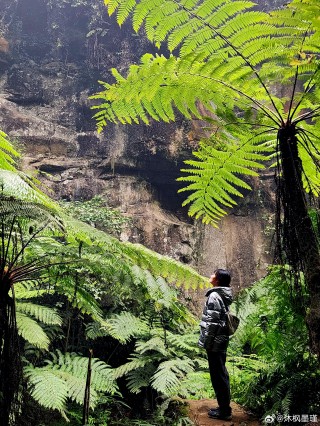 火山视频:2024澳门天天开好彩资料-桫椤是什么植物