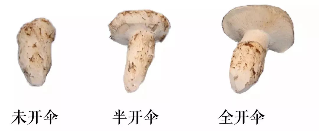 腾讯：今期澳门三肖三码开一码-未参保证明怎么开  第2张