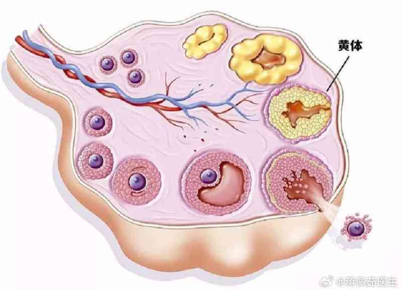 阿里巴巴:澳门一肖一码一必开一肖-黄体破裂什么症状  第2张