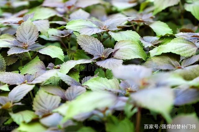 腾讯：澳门正版大全免费资料-荏苒是什么植物  第2张