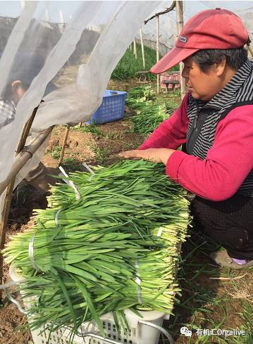 知乎：白小姐一肖一码100正确-韭菜怎么摘  第3张