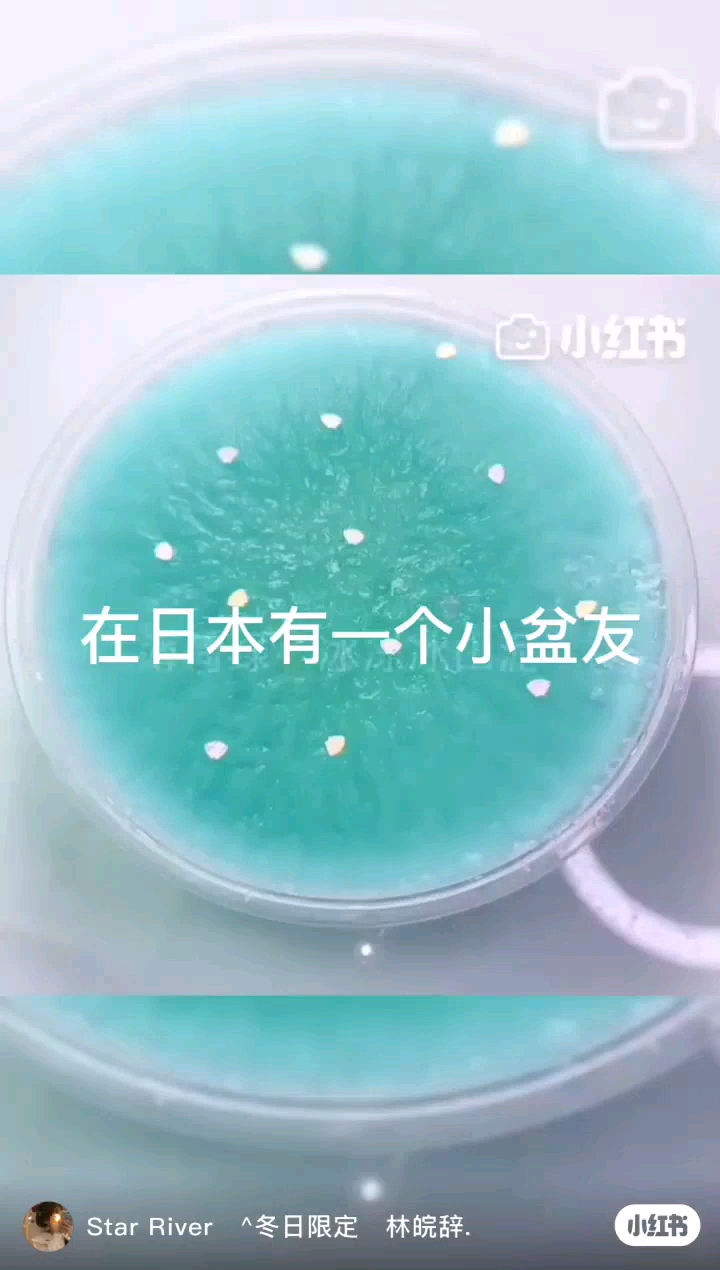 小红书:最准一肖一码一一子中特-蓝藻是什么生物  第1张