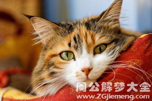 搜狐:香港免费三中三重一组-梦见小猫是什么意思  第3张