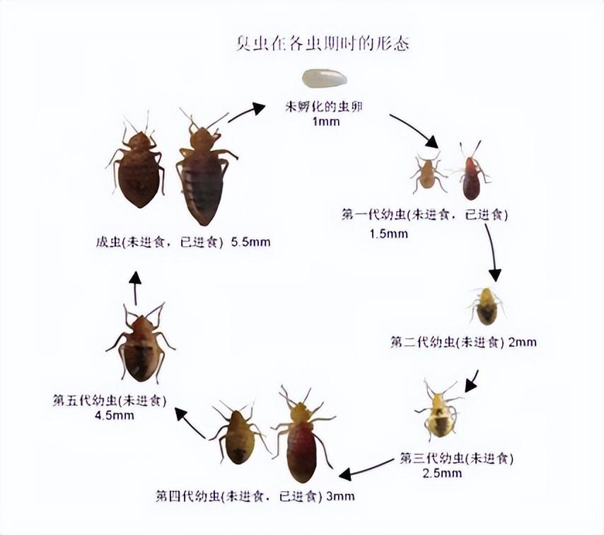 腾讯：马会澳门正版资料查询-臭虫怕什么  第3张