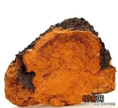 百家号:今晚澳门494949开奖号码-桦树茸有什么功效  第3张