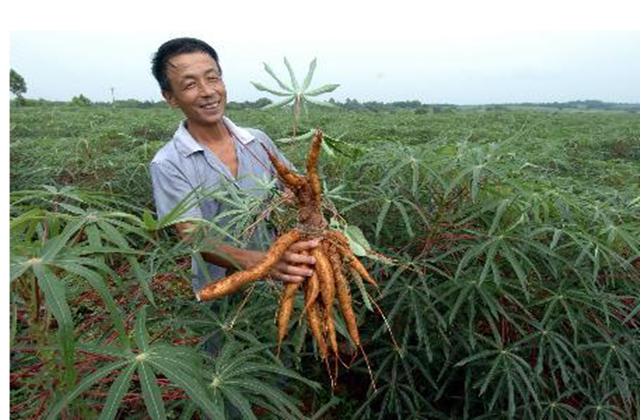 搜狐:2024新澳门资料大全正版资料免费-木薯是什么植物  第1张