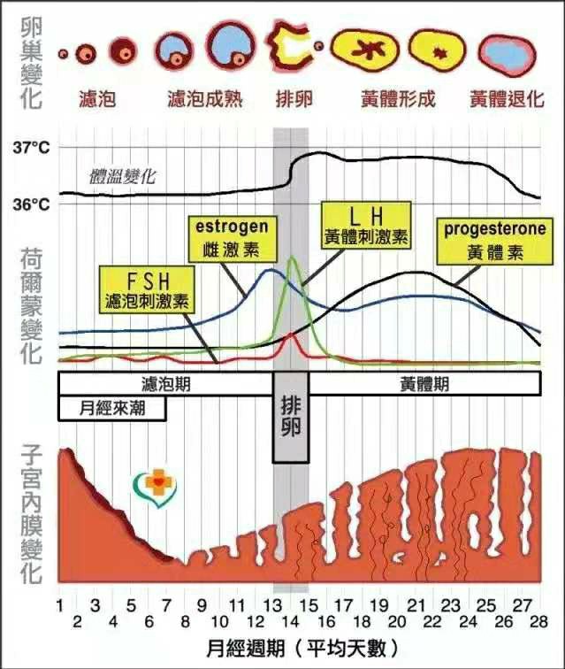 小红书:新澳门内部资料精准大全-黄体破裂是什么  第3张